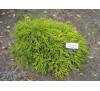 Кипарисовик горохоплодный  Санголд (Sungold) С2.